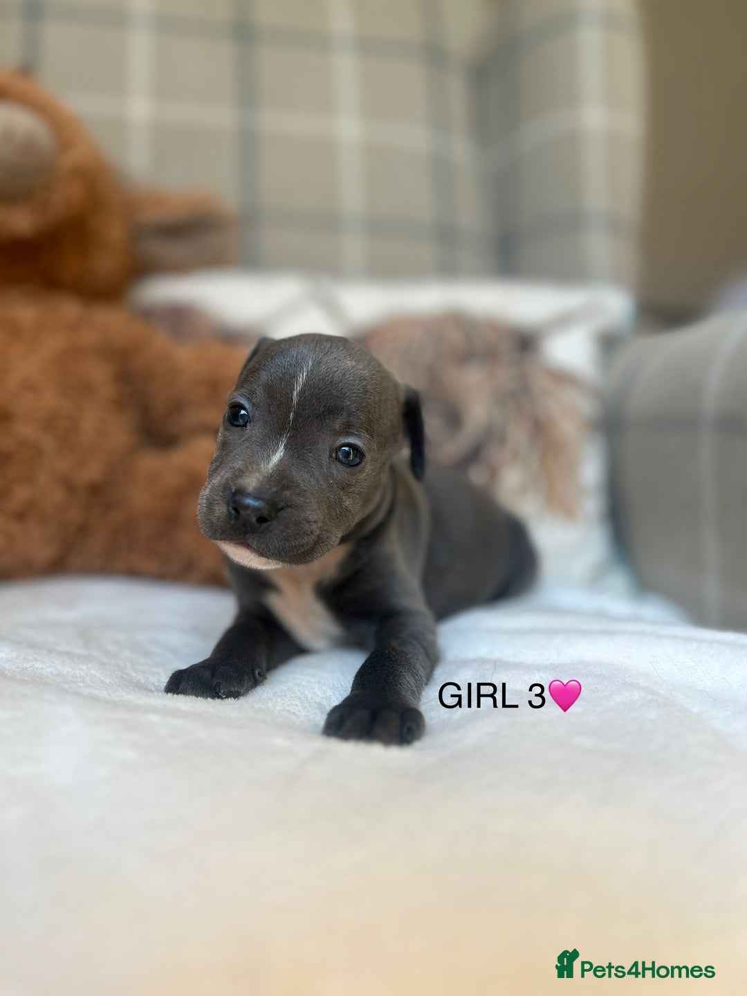 Staffordshire Bull Terrier dogs for sale: STAFFORDSHIRE BULL TERRIERS💚 - Image 10