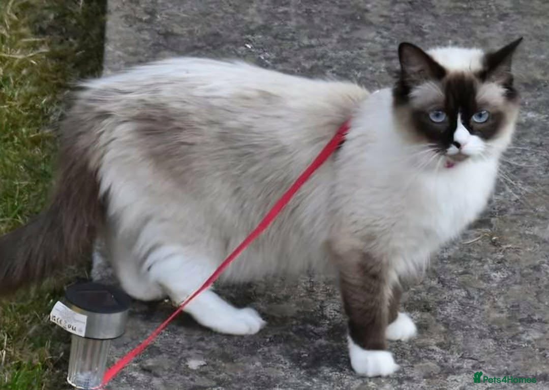 Ragdoll cats Beautiful pure ragdoll kittens - Advert 14