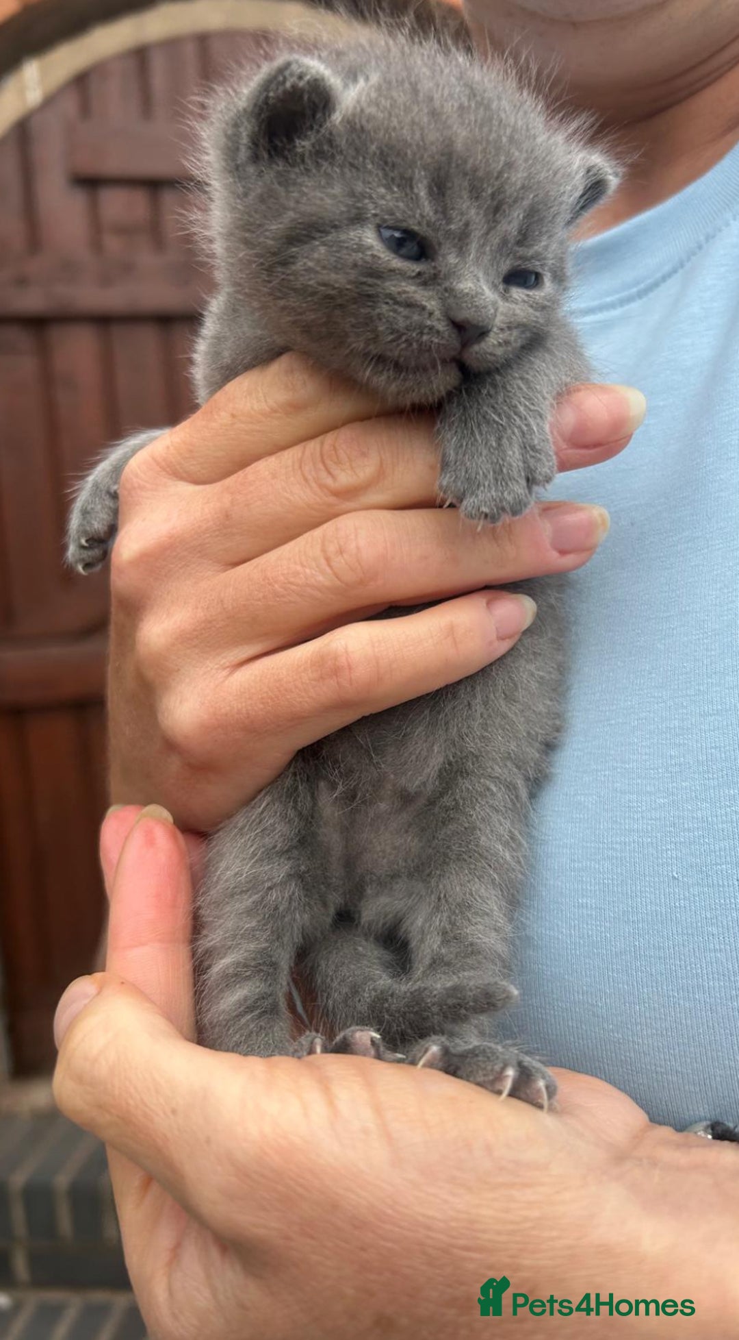 Mixed Breed cats for sale: 3 kittens mixed breed, 2 blue and one blue/white - Image 4