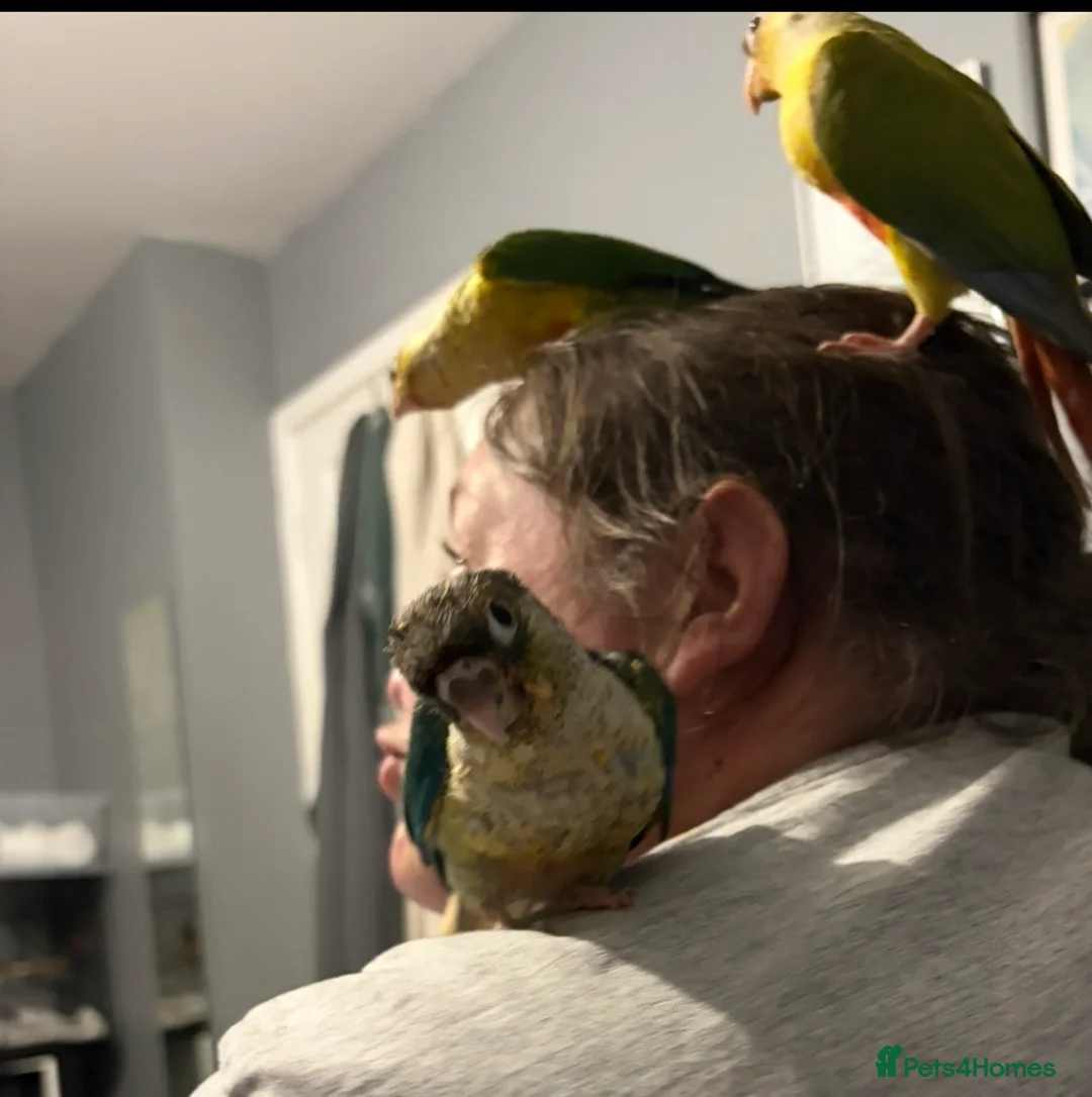 Conures birds for sale: Beautiful hand reared conure babies in Darlington - Advert 2