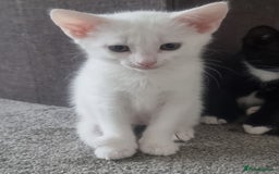 Turkish Angora cats for sale: Turkish Angora X Kittens Ready for New Homes  - Image 2
