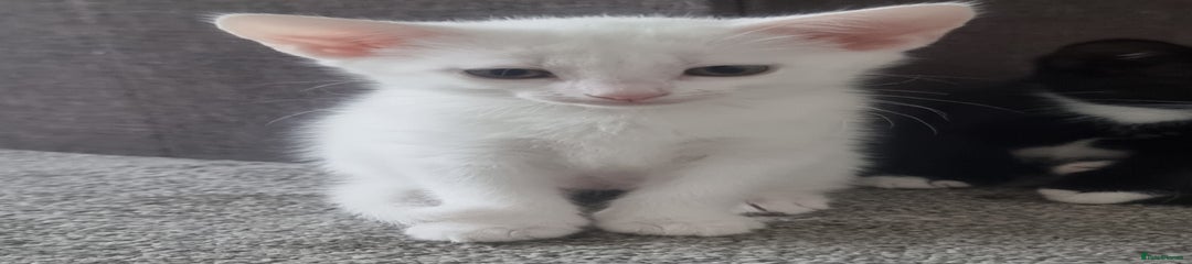 Snowy