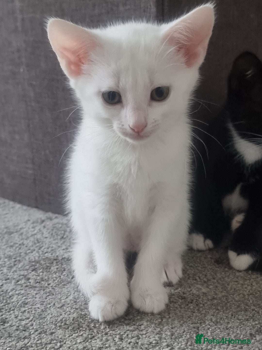 Turkish Angora cats for sale: Turkish Angora X Kittens Ready for New Homes  - Image 2