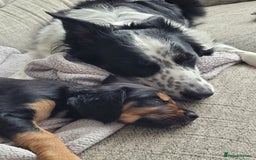 Mixed Breed dogs for sale: Border collie x irish/red setter puppies - Image 2