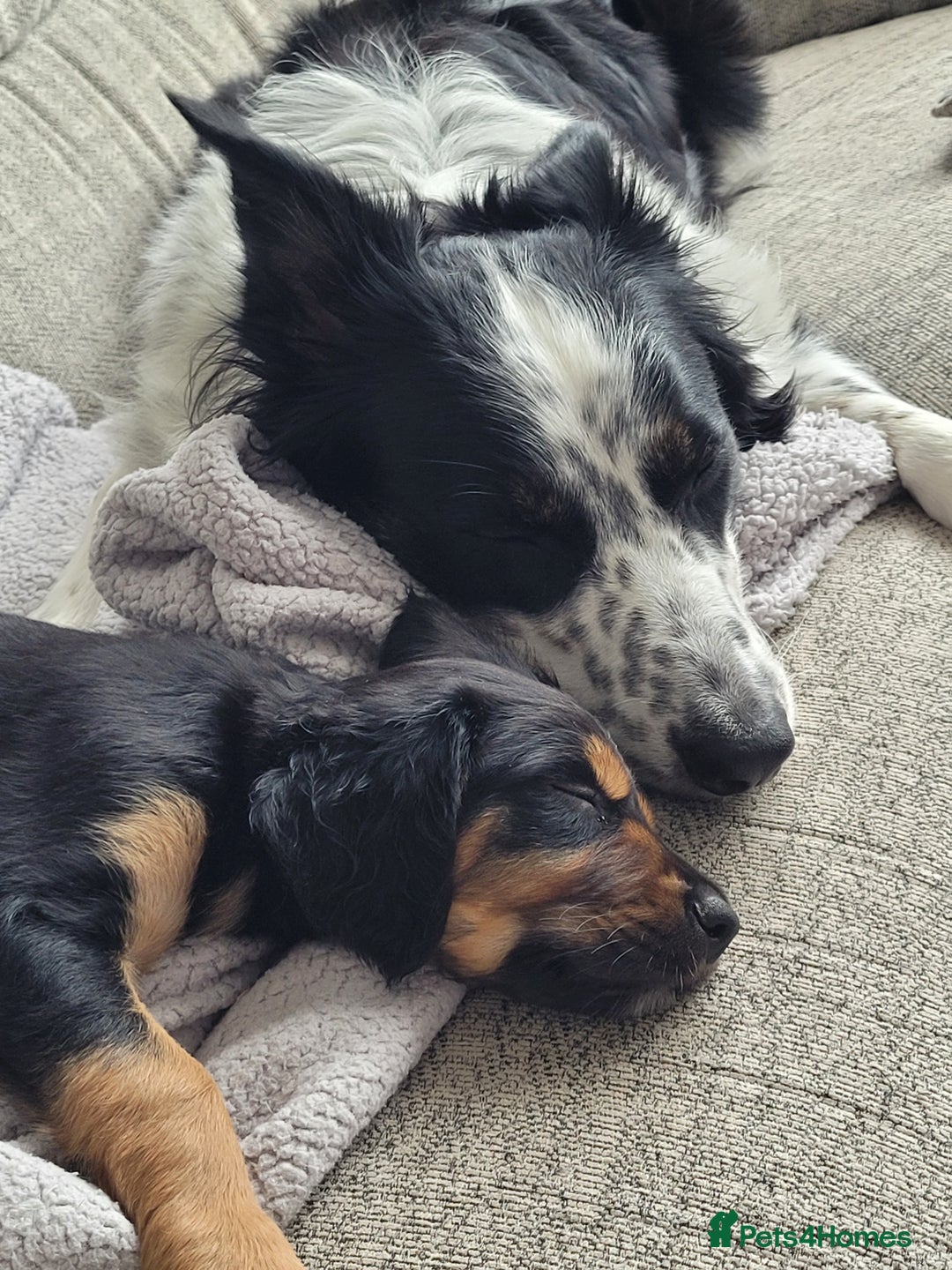 Mixed Breed dogs for sale: Border collie x irish/red setter puppies - Image 2