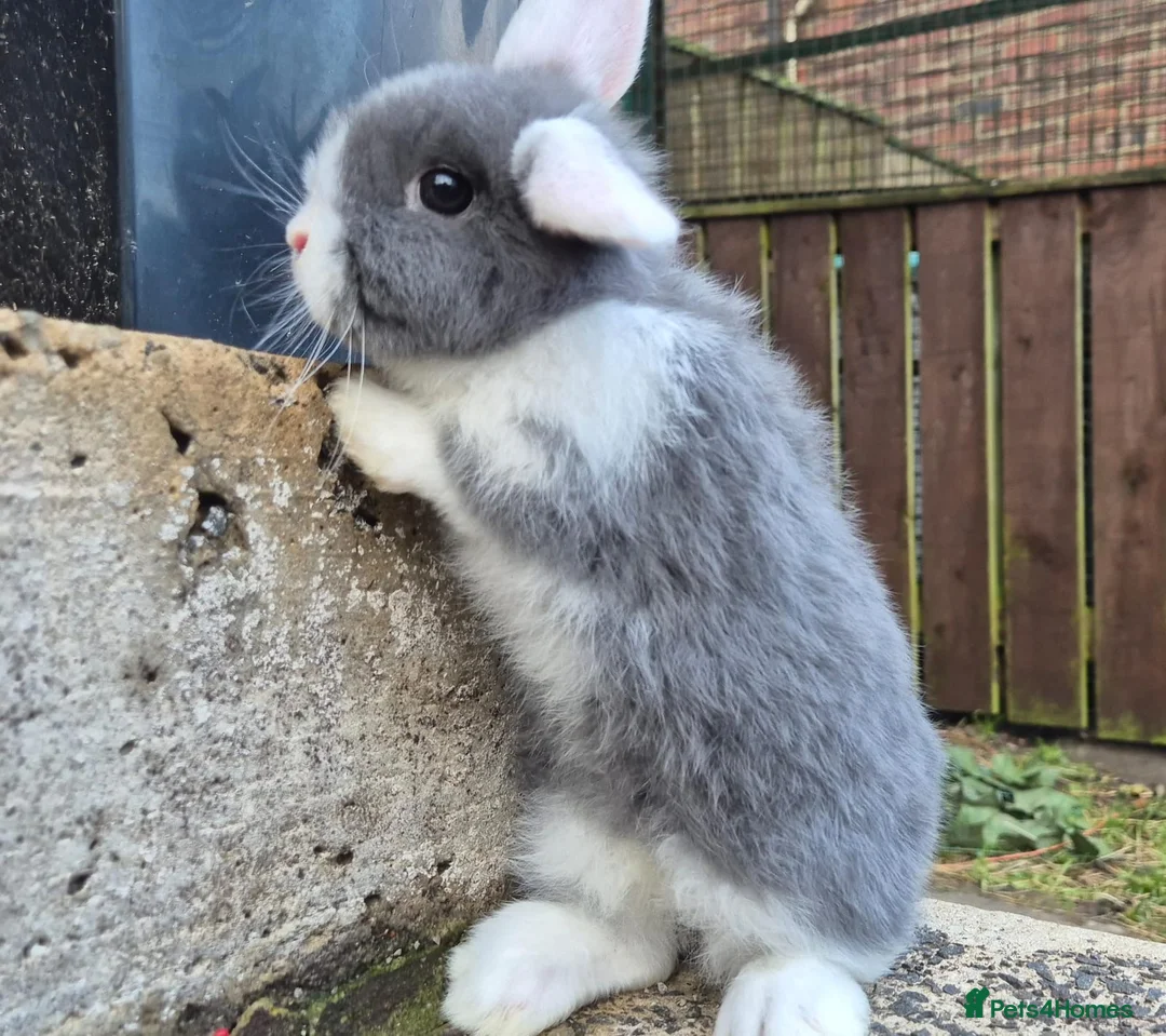 Mini Lop rabbits for sale: 2 mini lops left 1 boy 1 girl  - Advert 1