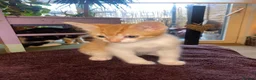 Mixed Breed cats for sale: Beautiful Ginger Kittens!  in London - Advert 22