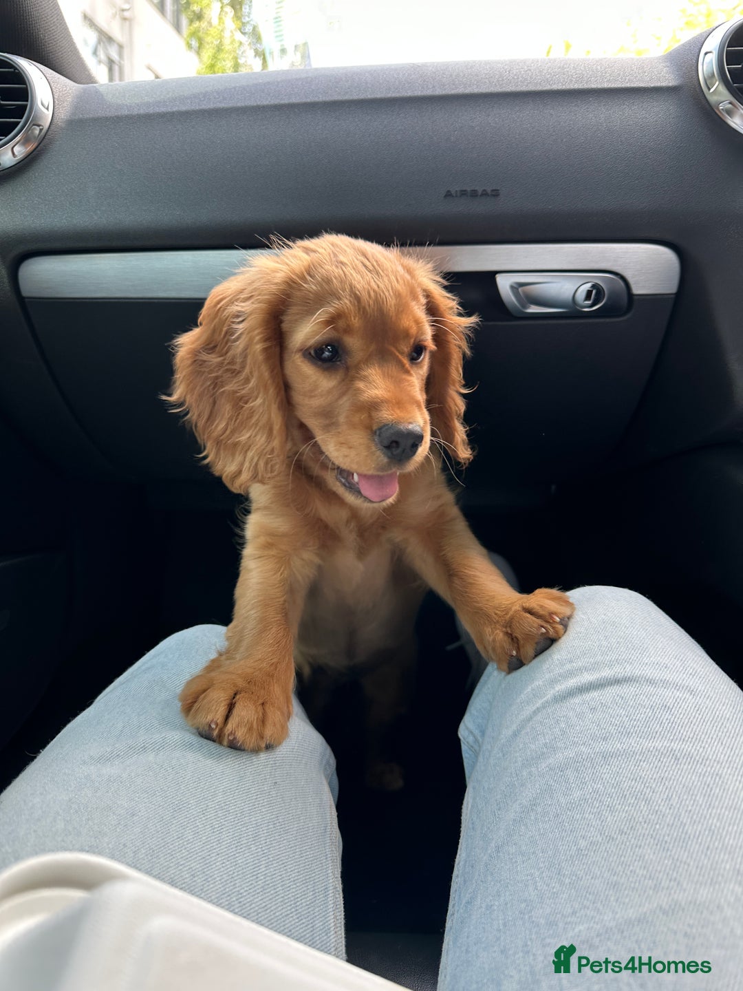 Cocker Spaniel dogs for sale: Pedigree Cocker Spaniel Puppies - Due Sept - Image 3
