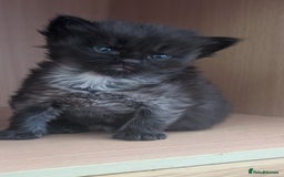 Maine Coon cats for sale: 5 Beautiful Maine Coon kittens available! 😻 - Image 11