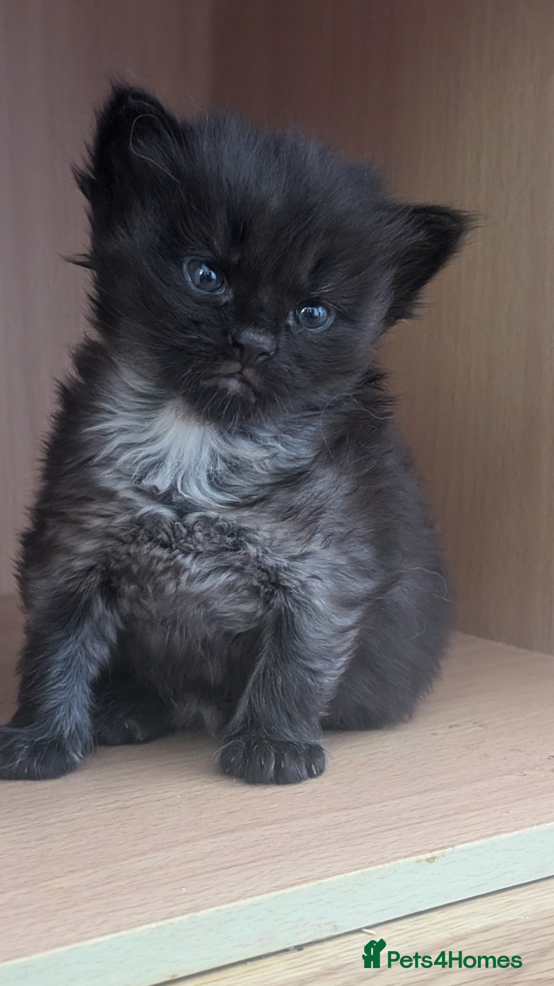 Maine Coon cats for sale: 5 Beautiful Maine Coon kittens available! 😻 - Image 11