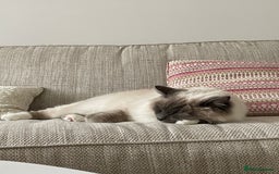 Ragdoll cats for sale: Gorgeous Mitted Bluepoint Ragdoll - Image 22