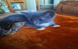 Mixed Breed cats for sale: 3 BEAUTIFUL KITTENS 😸 AVAILABLE STRAIGHT AWAY  - Advert 15