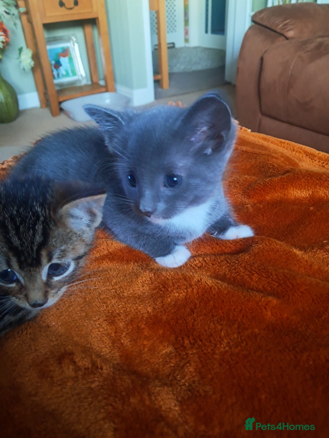 Mixed Breed cats for sale: 3 BEAUTIFUL KITTENS 😸 AVAILABLE STRAIGHT AWAY  - Advert 15