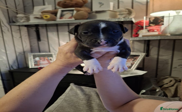 Staffordshire Bull Terrier dogs Staffordshire bull terrier puppies  - Advert 10