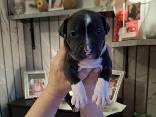 Staffordshire Bull Terrier dogs Staffordshire bull terrier puppies - Advert 9