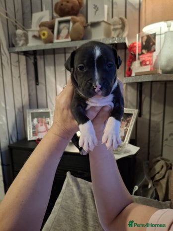 Staffordshire Bull Terrier dogs Staffordshire bull terrier puppies - Advert 10