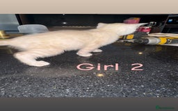 Bengal cats for sale: 4 Beautiful Bengals for sale  - Image 7