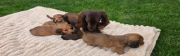 Miniature Dachshund dogs for sale: Miniature longhaired dachshund shaded cream girls in Cambridge - Advert 28
