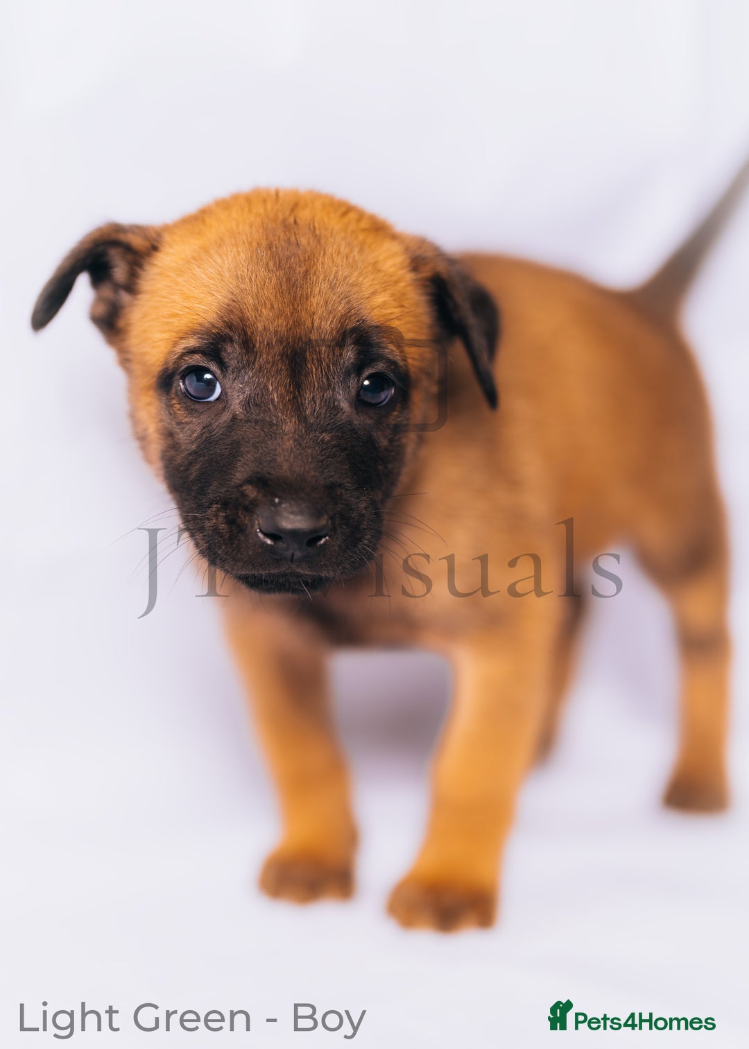 Belgian Shepherd Dog dogs for sale: Belgian Melinous pups ready for homes - Image 6
