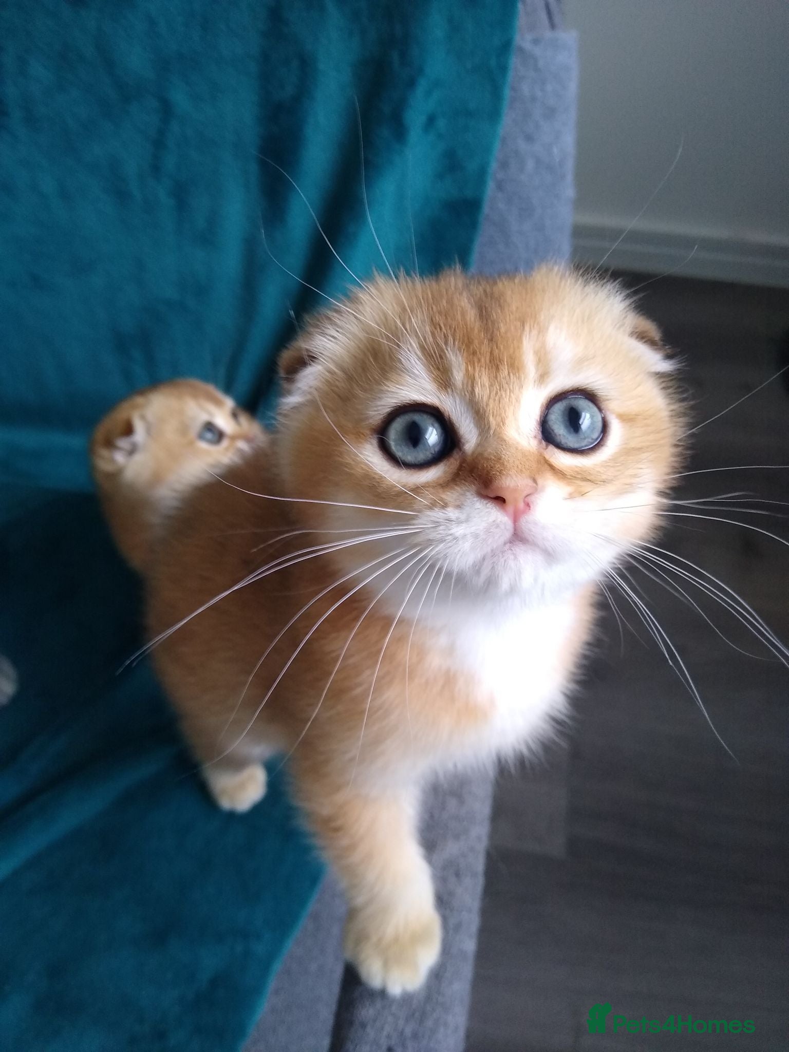 Scottish Fold cats Cute 🥰 Scottish fold TICA register  - Advert 18