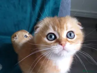 Scottish Fold cats Cute 🥰 Scottish fold TICA register - Advert 18