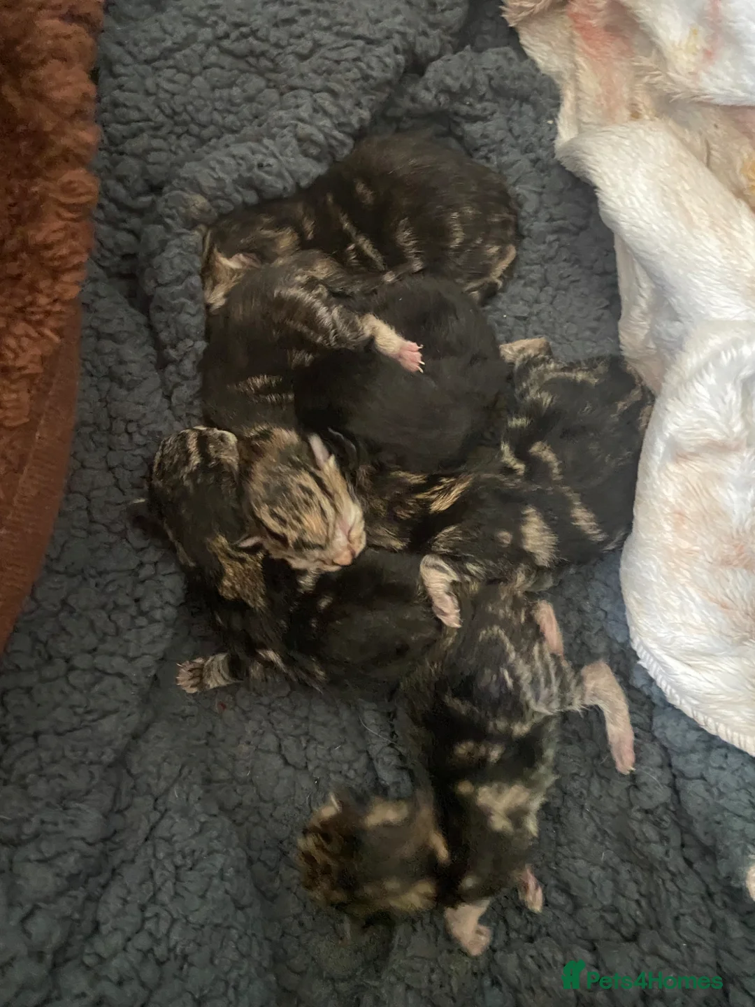 Mixed Breed cats for sale: 6 gorgeous Bombay/Tabby kittys - Advert 2