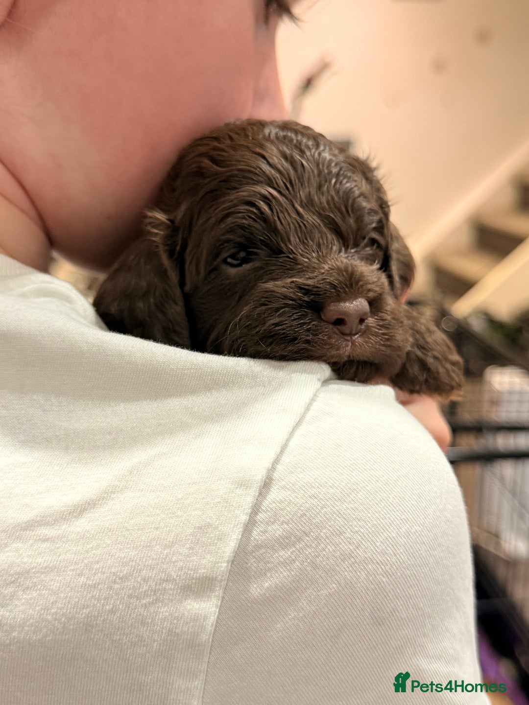 Cockapoo dogs for sale: Toy cockerpoo puppies  - Advert 19