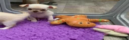 Chihuahua dogs for sale: 5* LICENSED. Gorgeous KC Chihuahua GIRLS - Advert 24