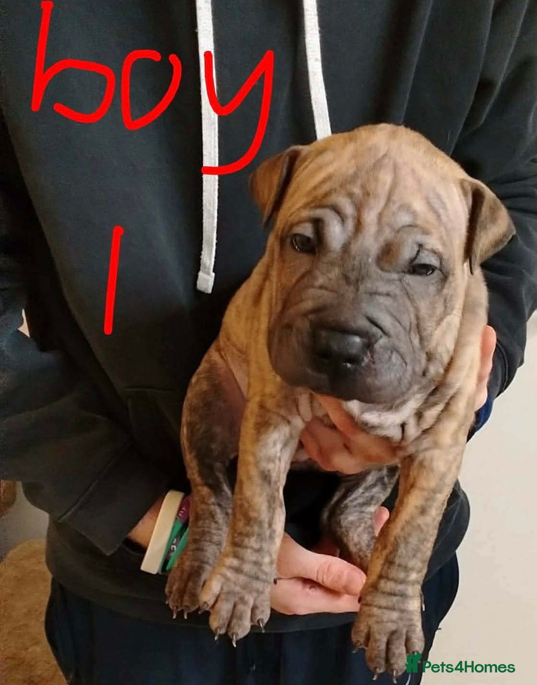 Shar Pei dogs for sale: Shar pei puppies for sale - Advert 8