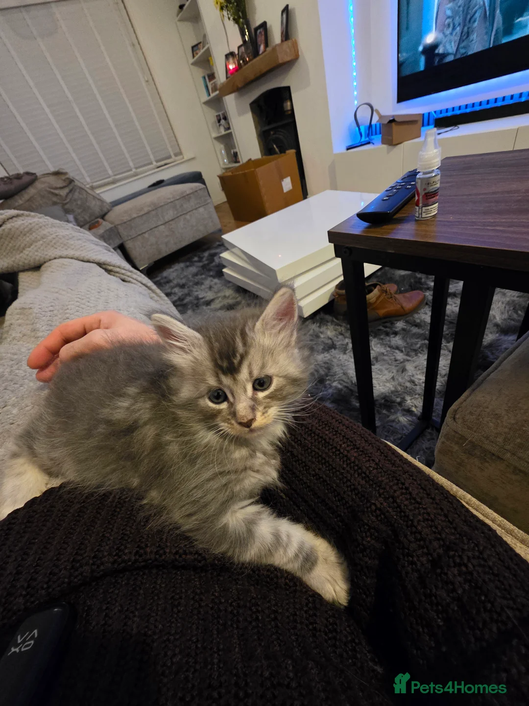 Maine Coon cats for sale: Pure maine coons kittens 2bs 3gs ready 14/2/26 - Advert 2