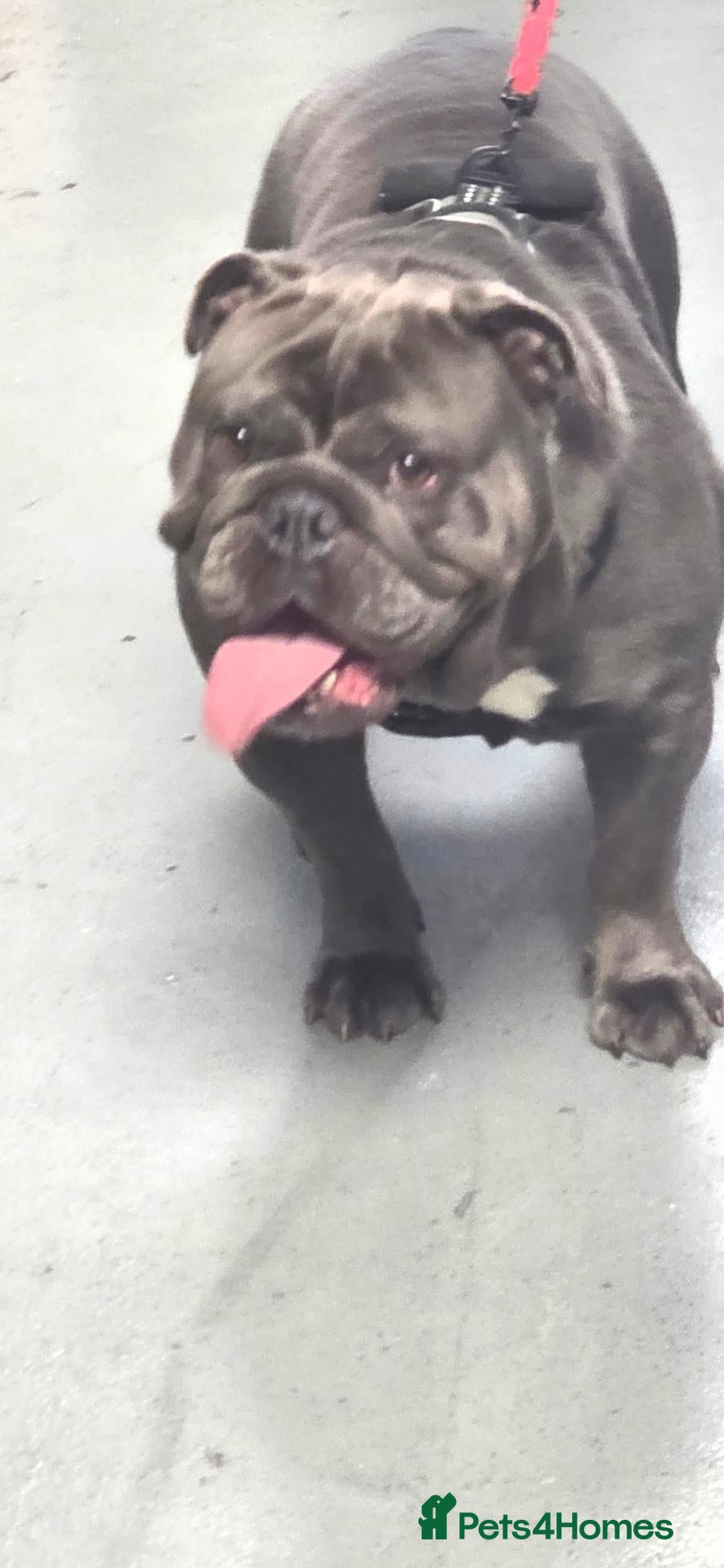 English Bulldog dogs Stunning DWKC Registered English Bulldog Puppies - Advert 14
