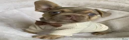 French Bulldog dogs for sale: FRENCH BULLDOGS, MERLE, ROJO, ISABELLA NEWSHADE. - Advert 5