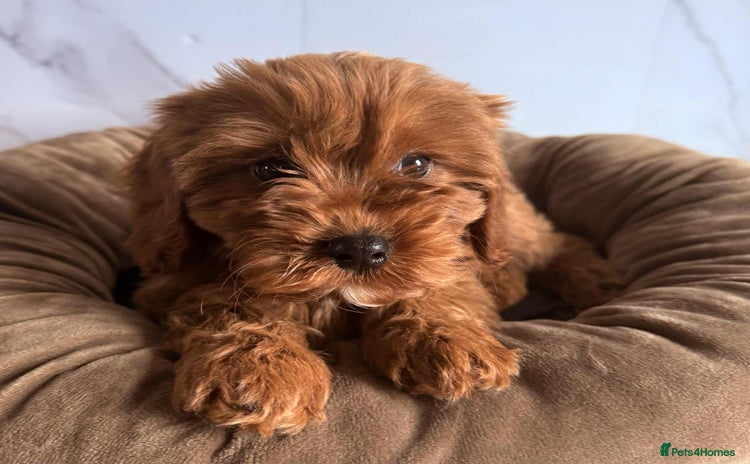 Cavapoo dogs - Advert 4