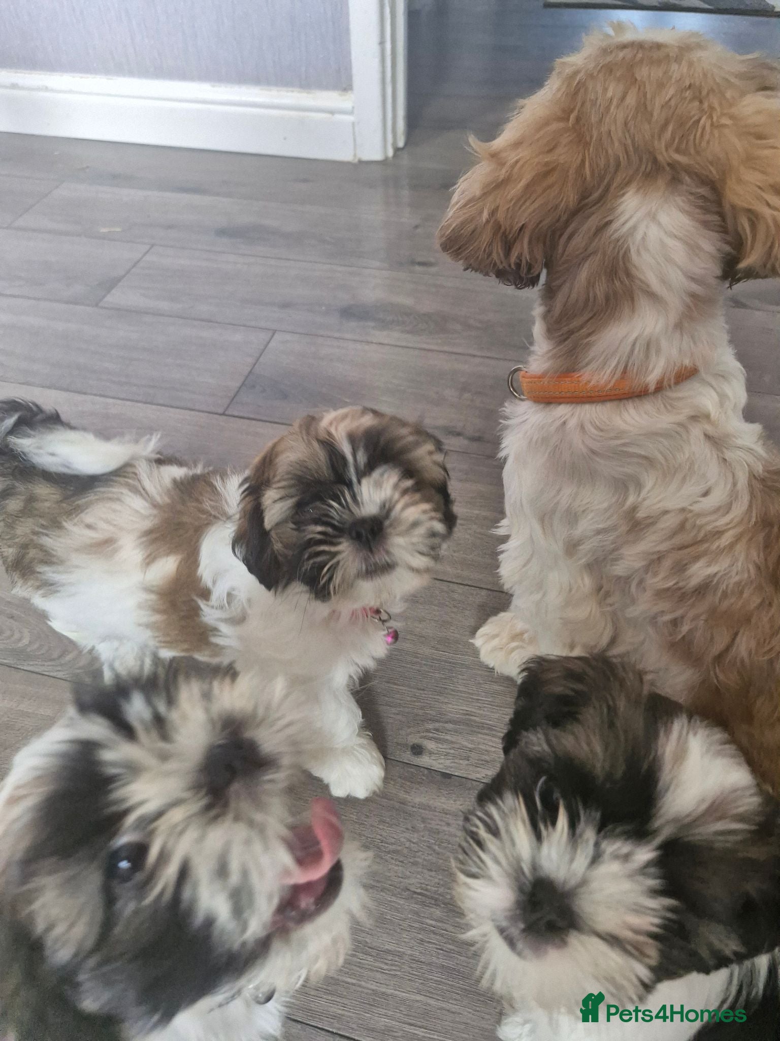 Shih Tzu dogs Beautiful shih Tzu puppies for sale  - Advert 6