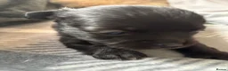 Chihuahua dogs for sale: Beautiful long haired black chihuahua puppies in Oxted - Advert 12