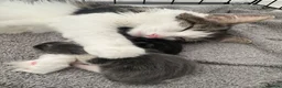 British Longhair cats for sale: Kittens 💙💕 - Advert 9