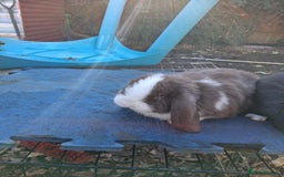 French Lop rabbits for sale: Minilop x french lop 2 male bunnies - Advert 3