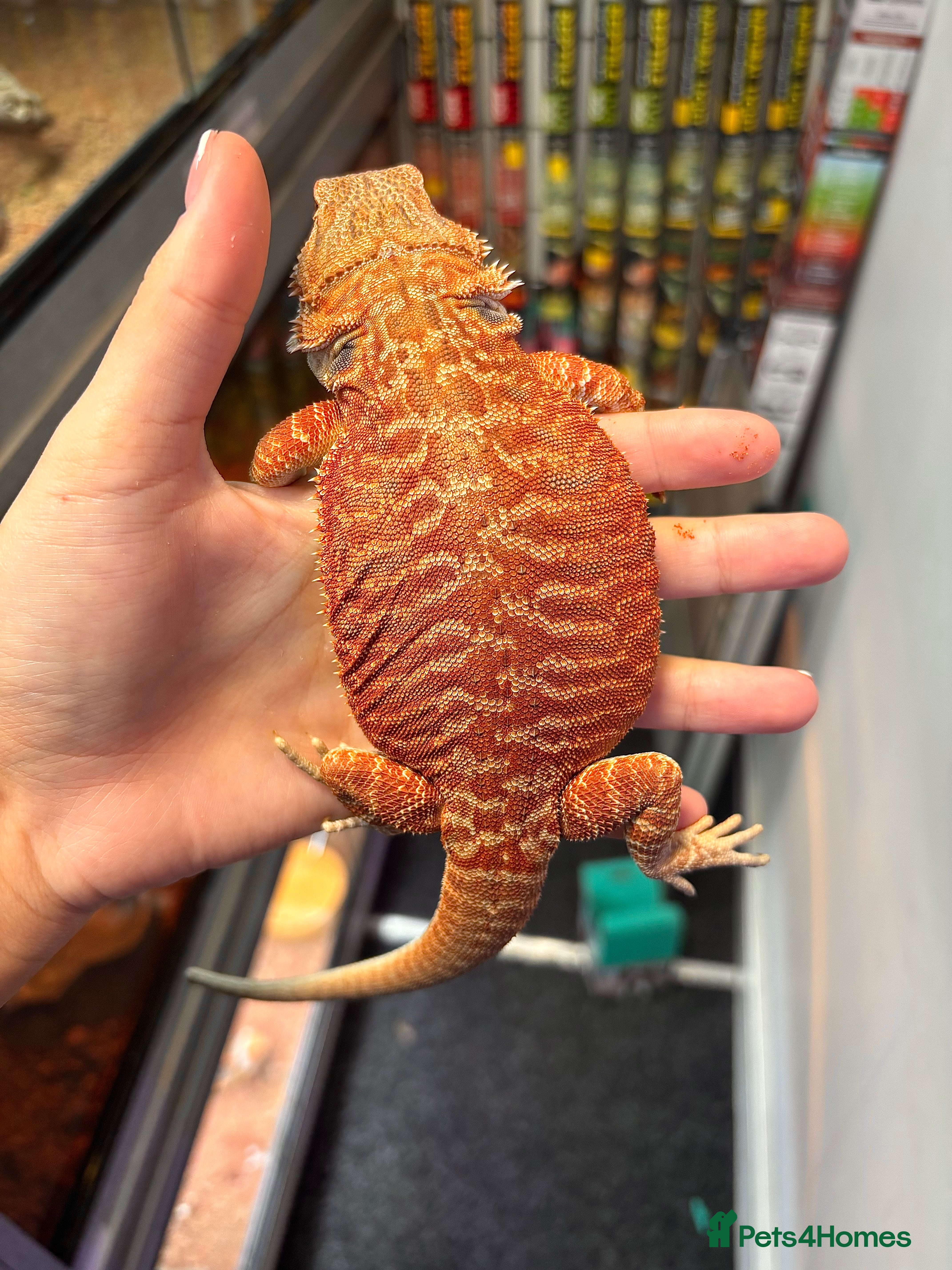 Bearded Dragon reptiles Bearded dragon  - Advert 13