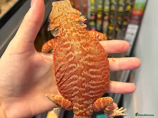 Bearded Dragon reptiles Bearded dragon - Advert 13