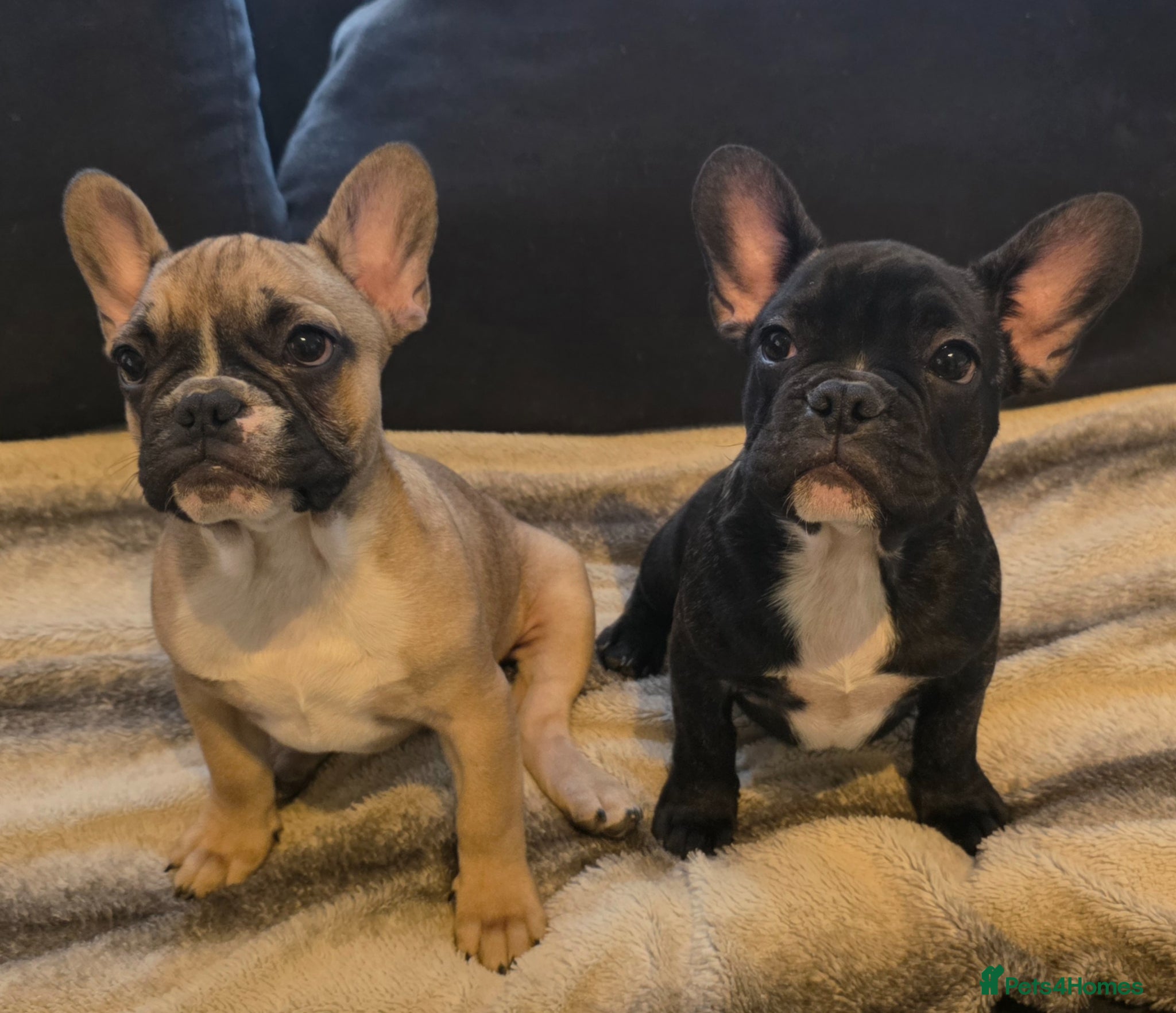 French Bulldog dogs Beautiful French bulldog  - Advert 5