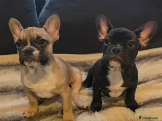 French Bulldog dogs Beautiful French bulldog - Advert 10