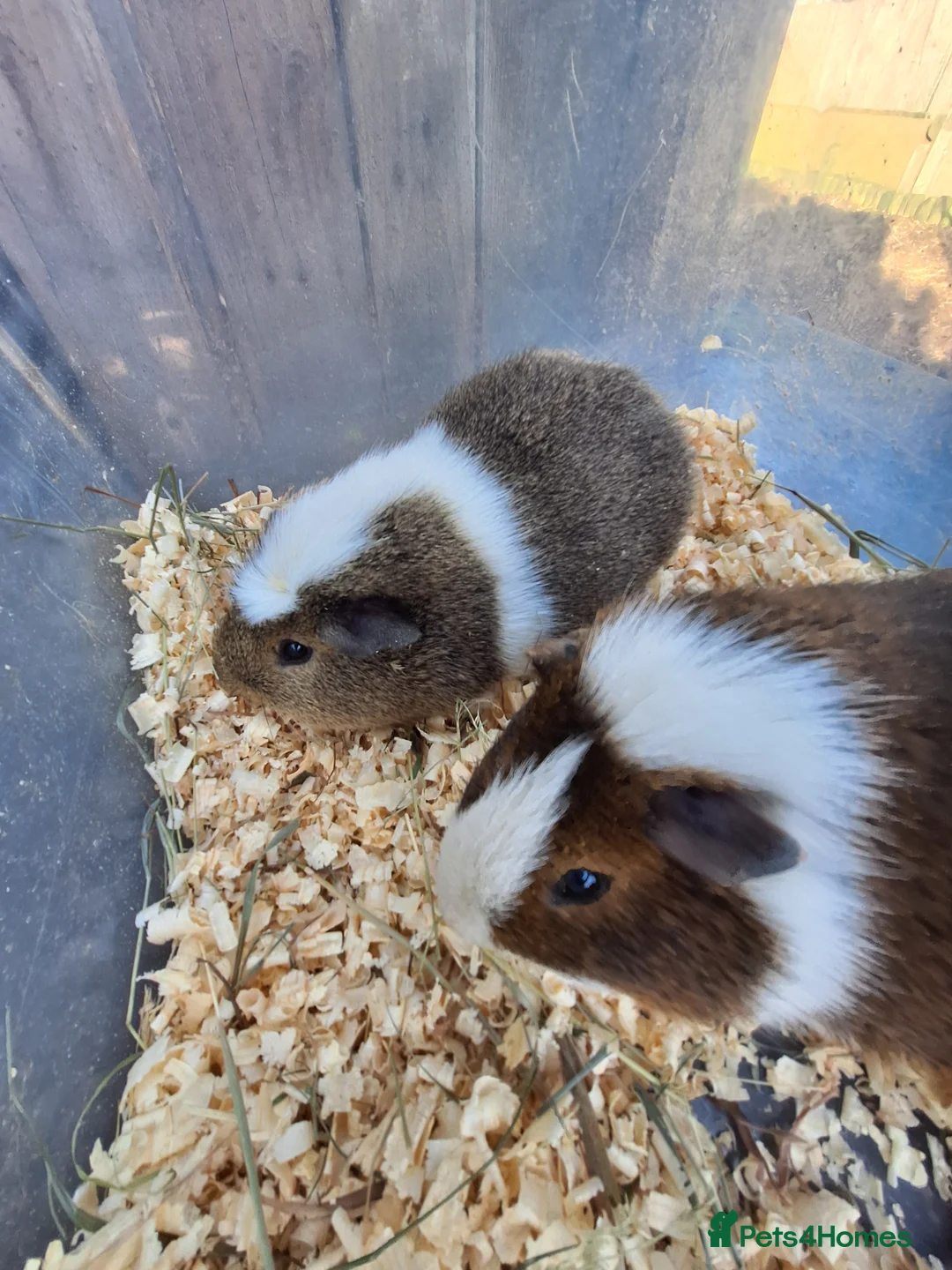 Guinea Pig rodents for sale: A pair of male guinea pigs for sale £40 - Advert 2