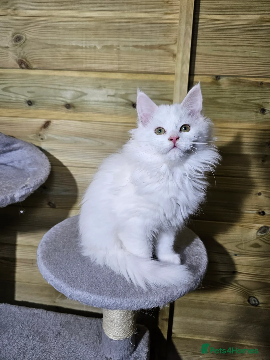 Maine Coon cats for sale: Maine coon  - Advert 14