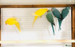 Ringnecks birds for sale: Beautiful coloured ringneck parrots for sale. - Image 8