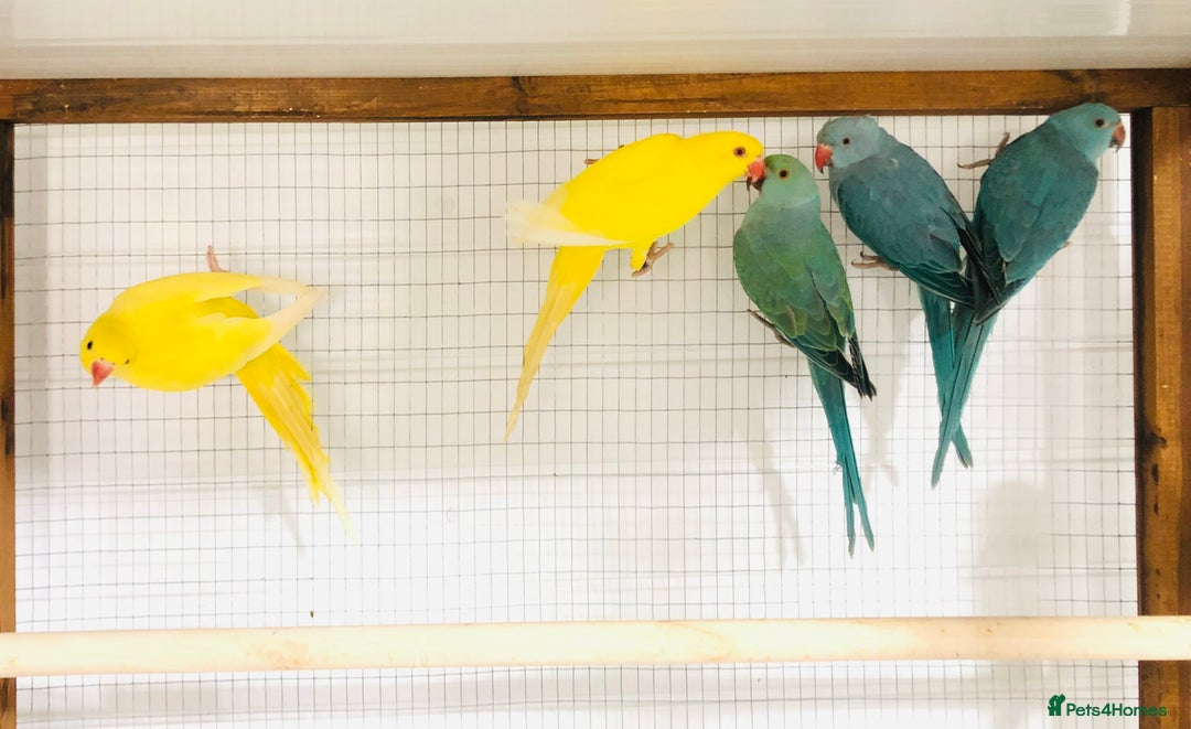 Ringnecks birds for sale: Beautiful coloured ringneck parrots for sale. - Image 8