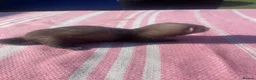 Ferret rodents for sale: Micro ferret kits - Advert 5