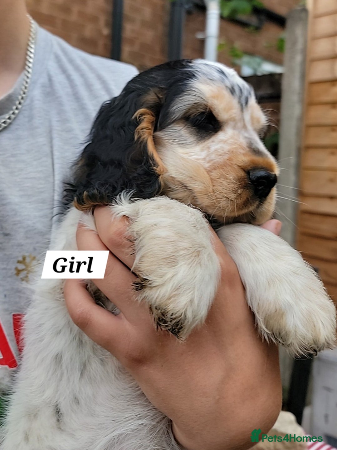 Cocker Spaniel dogs for sale:  LAST GIRL❗️ Blue Roan Tan Cocker Sp– KC bloodline - Image 7