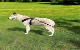 Lurcher dogs for sale: 7-8 year old Lurcher, My best friend.  - Advert 2