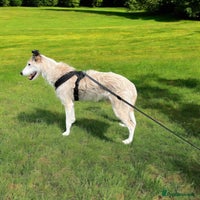 Lurcher dogs 7-8 year old Lurcher, My best friend. - Advert 3