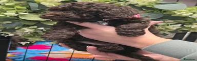 Cockapoo 5